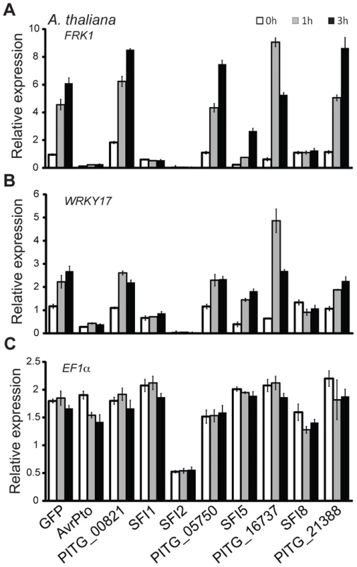 Transcriptional profiling of MAMP-inducible genes in <i>A. thaliana</i> protoplasts transfected with SFI effector constructs.