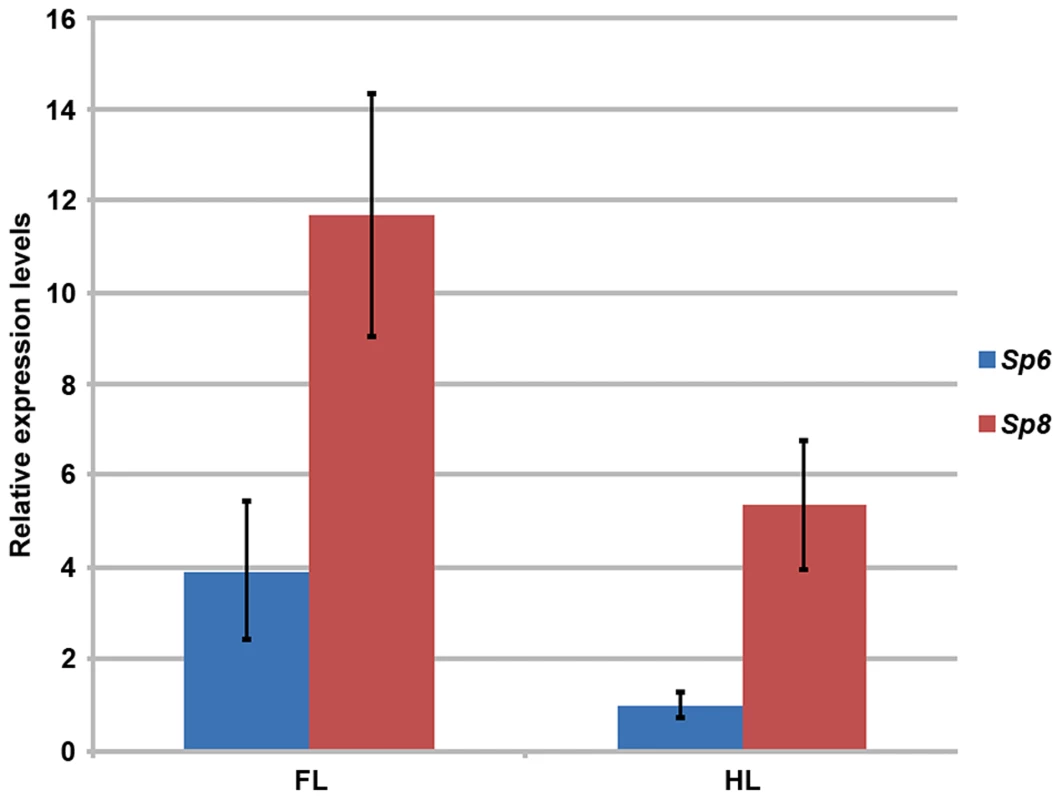 RT-qPCR quantification of <i>Sp6</i> and <i>Sp8</i> transcripts in the limb ectoderm of E10.5 control embryos.