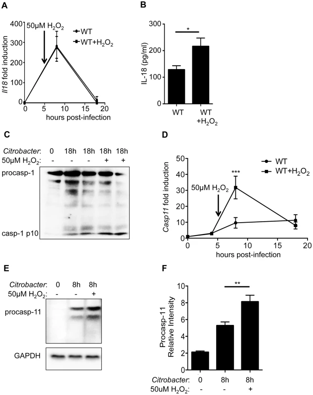 ROS enhances caspase-11 expression.