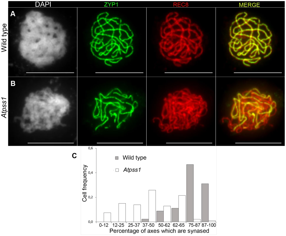 Co-immunolocalization of REC8 and ZYP1 at pachytene.