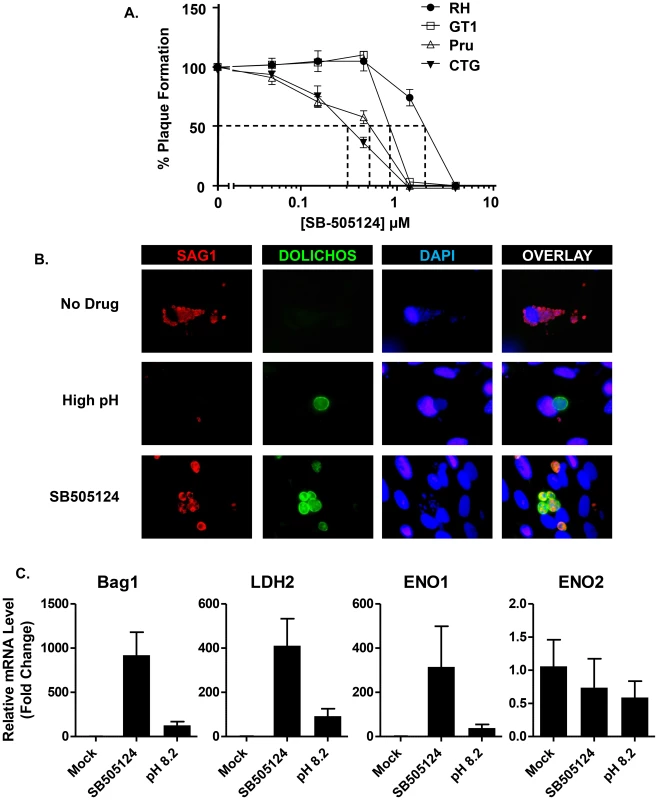 SB505124 induces bradyzoite development.