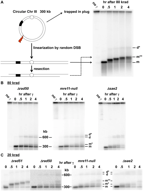 Resection at IR-induced single breaks in circular Chr III.