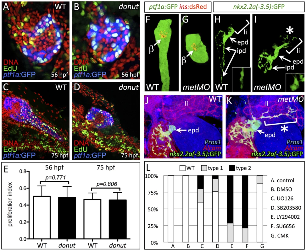 Cell migration, but not proliferation, is dysregulated in <i>donut<sup>s908</sup></i> mutants.