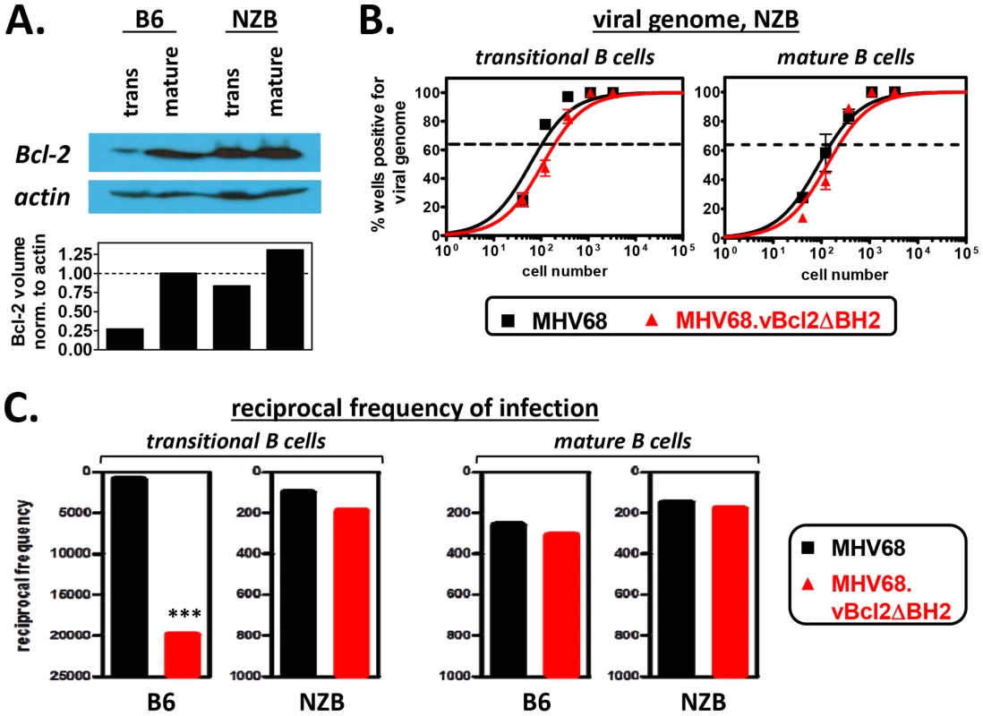 The attenuation of MHV68.vBcl2ΔBH2 in transitional B cells is complemented in mice that are resistant to negative selection.