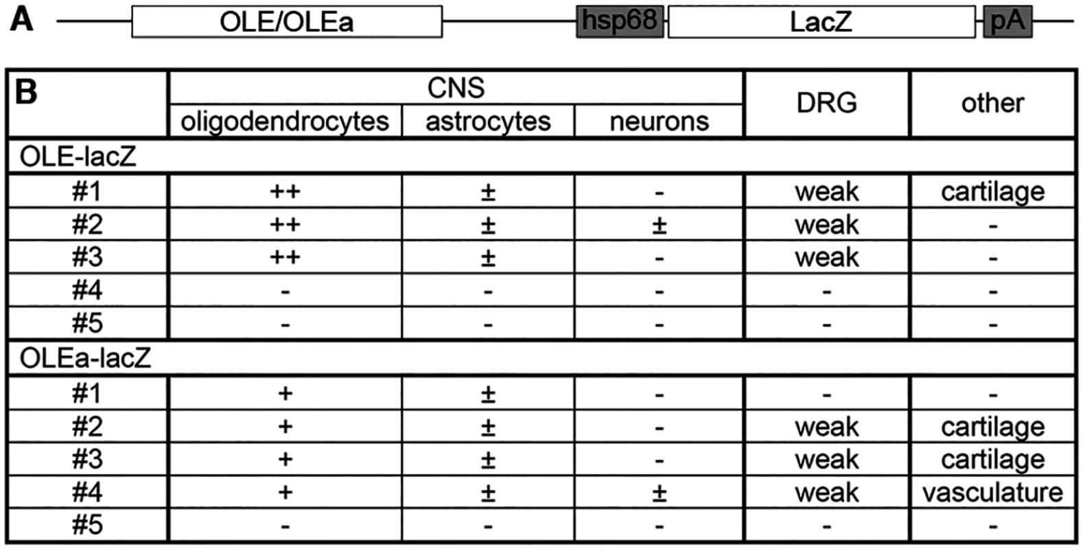 <i>OLE-lacZ</i> and <i>OLEa-lacZ</i> transgenes are predominantly expressed in oligodendrocytes.