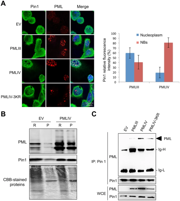 PMLIV interacts with Pin1 and recruits it within PMLNBs.