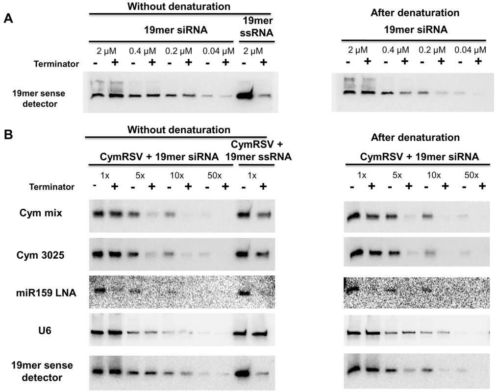 Terminator digest of synthetic siRNAs and vsiRNAs.