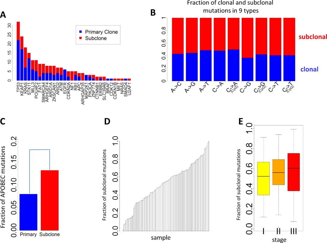 Clonal and subclonal point mutations in EAGLE data. Mutations in amplification regions were not included in the analysis.