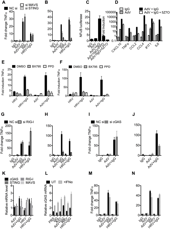 TRIM21 and antibody promote detection of viral nucleic acids by cytosolic sensors.