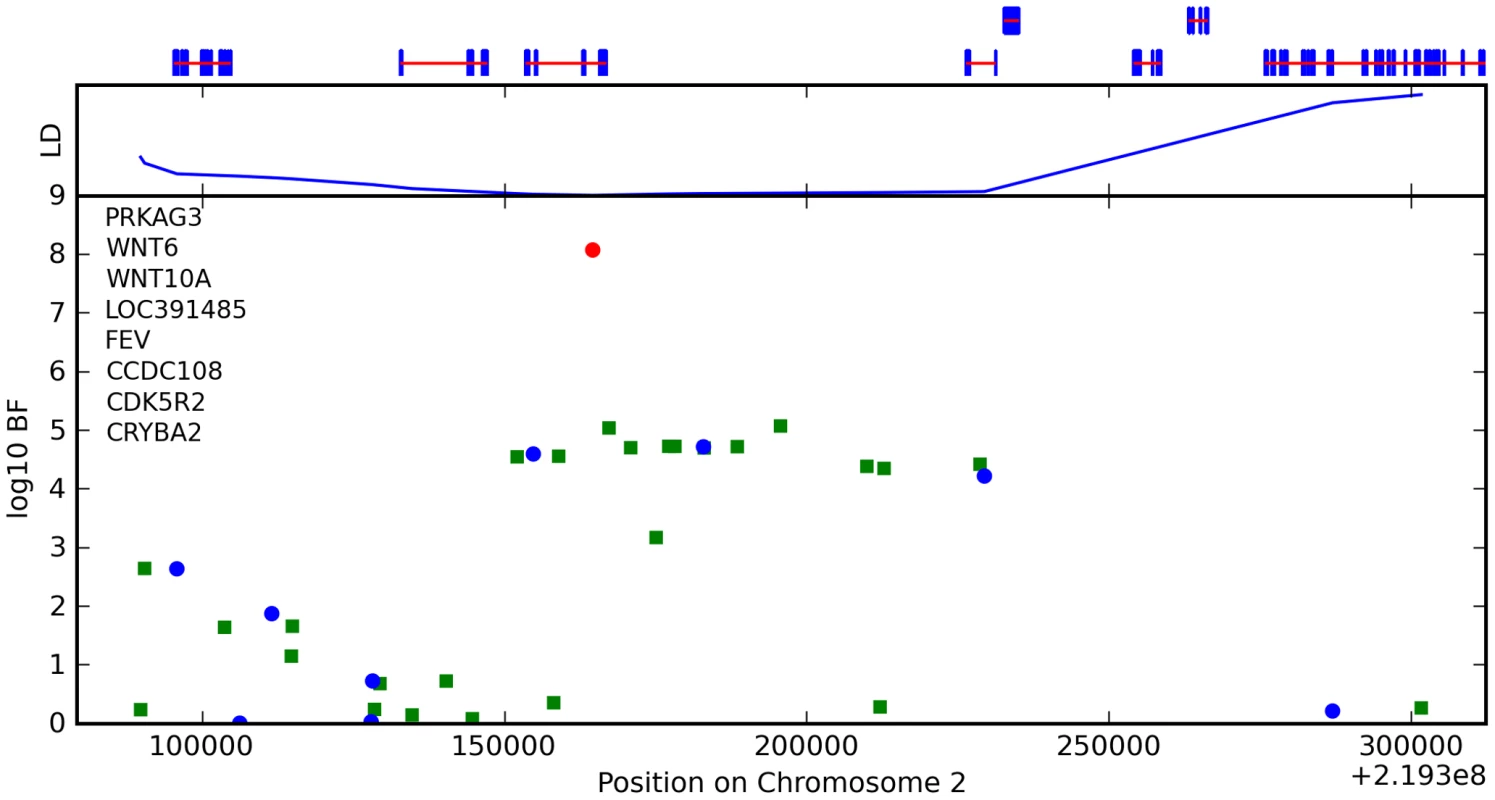 Bayes factors for genotyped and imputed SNPs for hair curl around <i>WNT10A</i>.