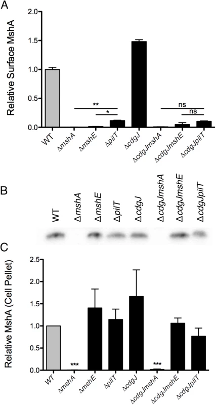 Production of surface MshA pili is MshE and PilT dependent and repressed by CdgJ.