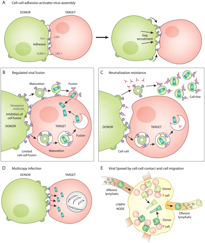 Five unique features of HIV-1 transmission through virological synapses.