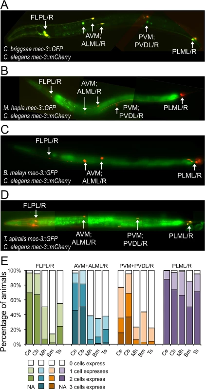 <i>mec-3</i> regulatory sequences from distantly-related nematodes drive expression in <i>C</i>. <i>elegans</i>.