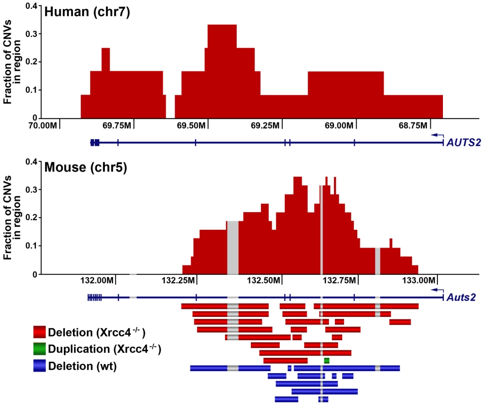 A conserved CNV hotspot in mouse and human cells.