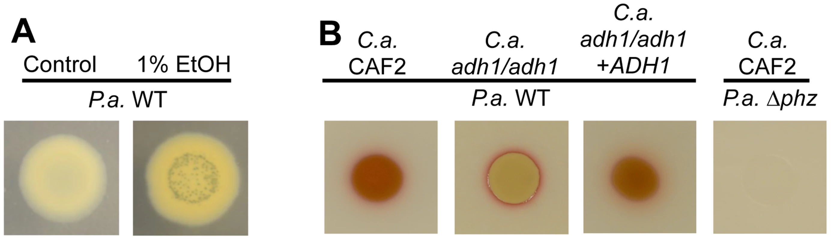 Ethanol leads to higher levels of PCN crystal formation and 5MPCA derivatives.