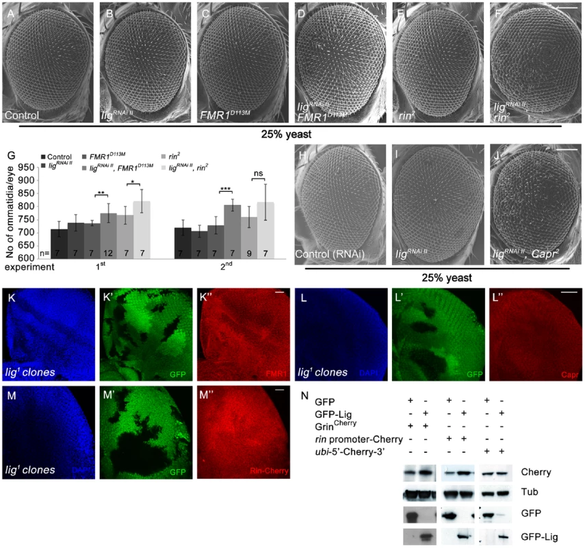 Lig cooperates with FMR1, Rin and Capr in growth control and regulates <i>rin</i> at the transcriptional level.
