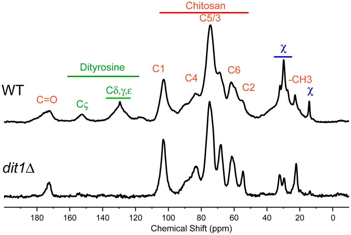 NMR analysis of the outer spore wall.
