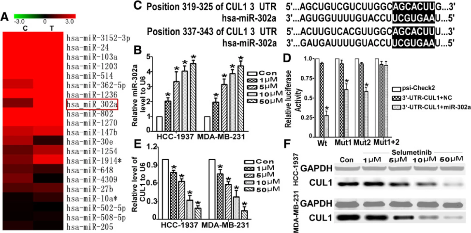 Selumetinib up-regulates miR-302a and down-regulated CUL1 in TNBC cells. a Microarray analysis was used to compare the expression profiles of 703 miRNAs in HCC-1937 cells that were untreated or treated with Selumetinib. MiR-302a, one of most markedly up-regulated miRs, is labeled with a red box. b As detected by qRT-PCR, the miR-302a levels were dramatically increased by approximately 2- to 5-fold in the dosedependent manner in Selumetinib groups compared with the untreated group. (For HCC1973 cells, the miR-302 levels are 2.03 ± 0.41, 3.33 ± 1.12, 4.03 ± 0.61 and 4.53 ± 0.41 respectively. For MDA-MB-231 cells, the miR-302 levels are 1.97 ± 0.47, 3.13 ± 0.67, 3.87 ± 0.47 and 4.41 ± 0.56 respectively.*P < 0.01 compared with the untreated control group, which is 1.). c The selection criteria of the miRNA targets were based on their common detection in the target prediction online databases as well as the full complementarity between the seed region of miR-302a and the 3′UTR of CUL1. d HEK 293 cells were co-transfected with miR-302a-MIMIC, psi-Check2, WT-psi-Check2-CUL1 or MUT-psi-Check2-CUL1. The luciferase activity levels were measured 24 h after transfection. The results from at least three independent experiments are presented as the means ± SE. In this panel, the luciferase assay results show the regulation of CUL1 by miR-302a (For Wt group, after transfect the miR-302 the luciferase activity was only 0.27 ± 0.05. As for mutated the first seed sequence, the luciferase activity was 0.62 ± 0.07. As for mutated the second seed sequence, luciferase activity was 0.57 ± 0.04. *P < 0.01 compared with the control group, which is 1.). e The CUL1 mRNA level was reduced with the exposed under Selumetinib in dose-dependent manner (For HCC1973 cells, the CUL1 levels are 0.81 ± 0.04, 0.63 ± 0.08, 0.43 ± 0.14 and 0.23 ± 0.07 respectively. For MDA-MB-231 cells, the CUL1 levels are 0.78 ± 0.07, 0.64 ± 0.11, 0.37 ± 0.07 and 0.24 ± 0.05 respectively.*P < 0.01 compared with the untreated control group, which is 1.). f The change of CUL1 protein has showed a similar trend