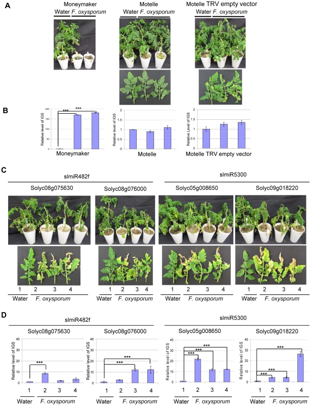 Targets of slmiR482f and slmiR5300 are required for <i>F. oxysporum</i> defense in tomato.