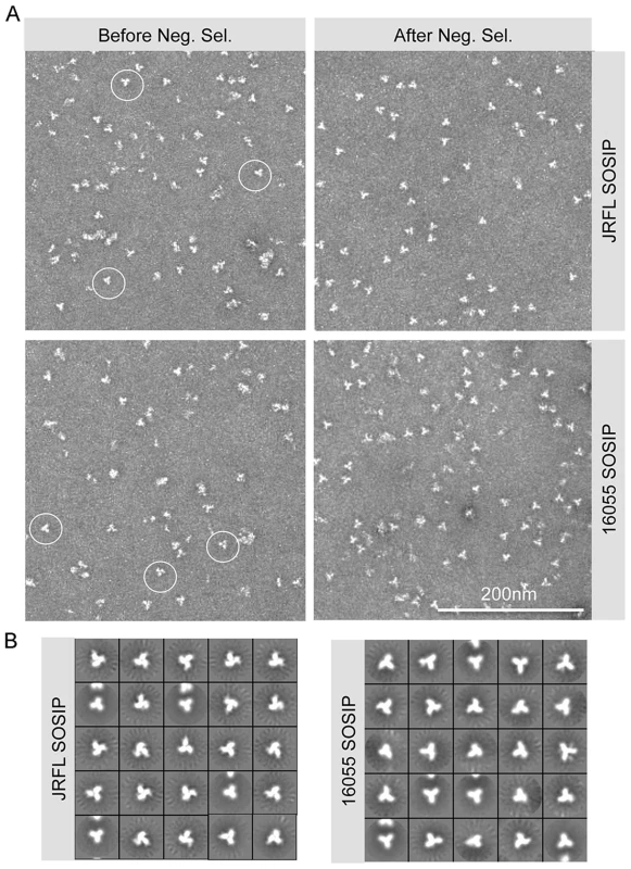 SOSIP EM micrographs and 2D class averages.