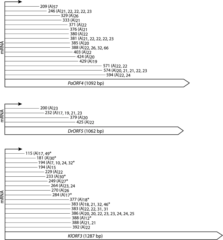 Schematic representation of the identified mRNA fragments of the immORFs <i>PaORF4</i> (A), <i>KlORF3</i> (B) and <i>DrORF5</i> (C).