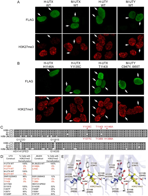 Human and mouse UTY have no H3K27 demethylase activity.