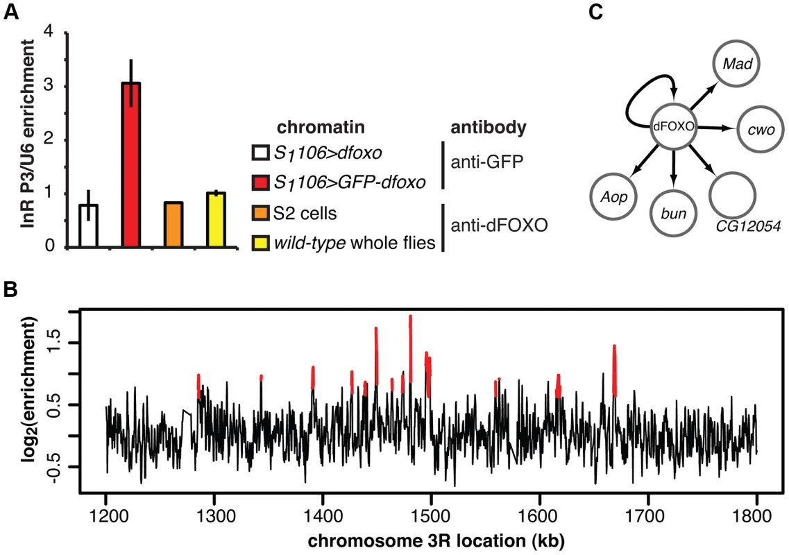 dFOXO binding sites in adult gut and fat body.