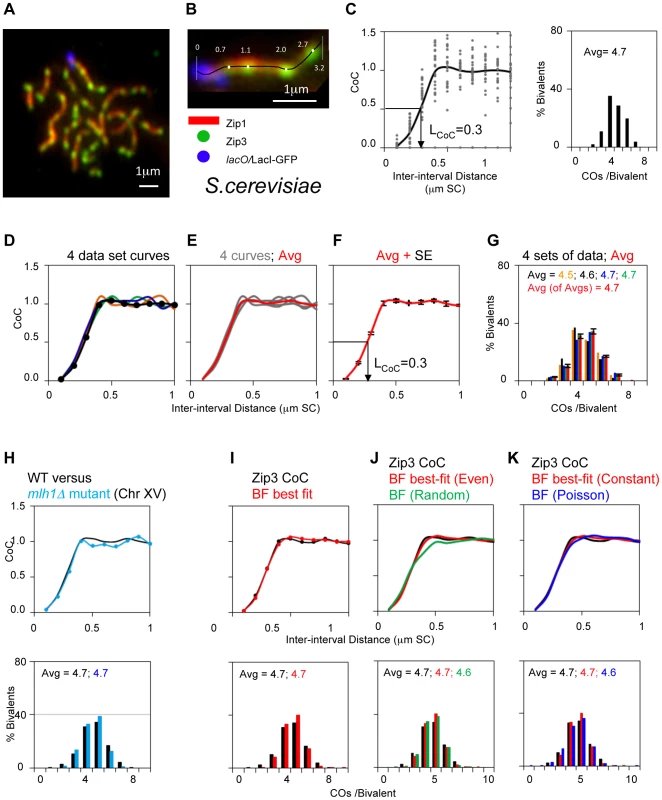 Experimental and BF analysis of CO patterns in budding yeast.