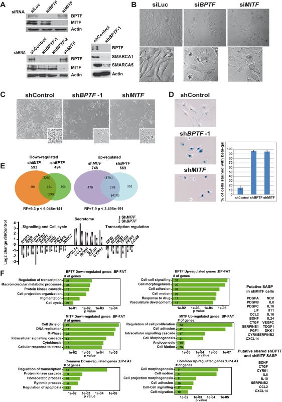 BPTF is essential in 501Mel cells.