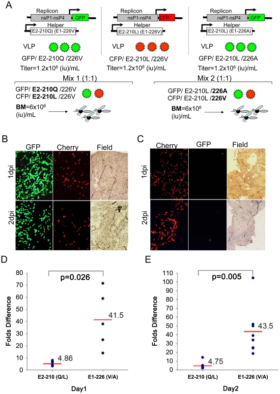 Effect of the E2-L210Q and E1-A226V substitutions on infectivity of CHIKV VLPs for midguts of <i>A. albopictus</i> (Thailand).