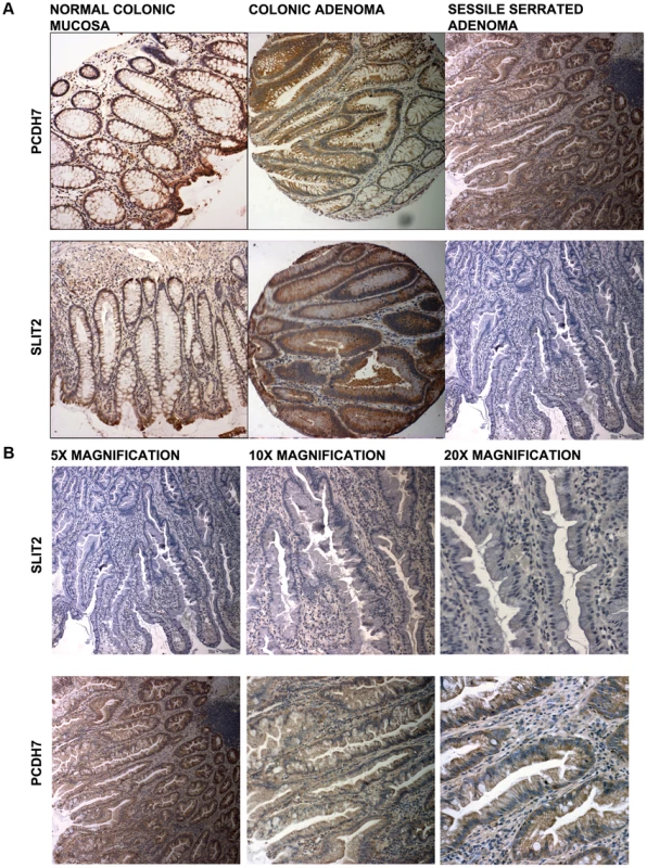 Photomicrographs.