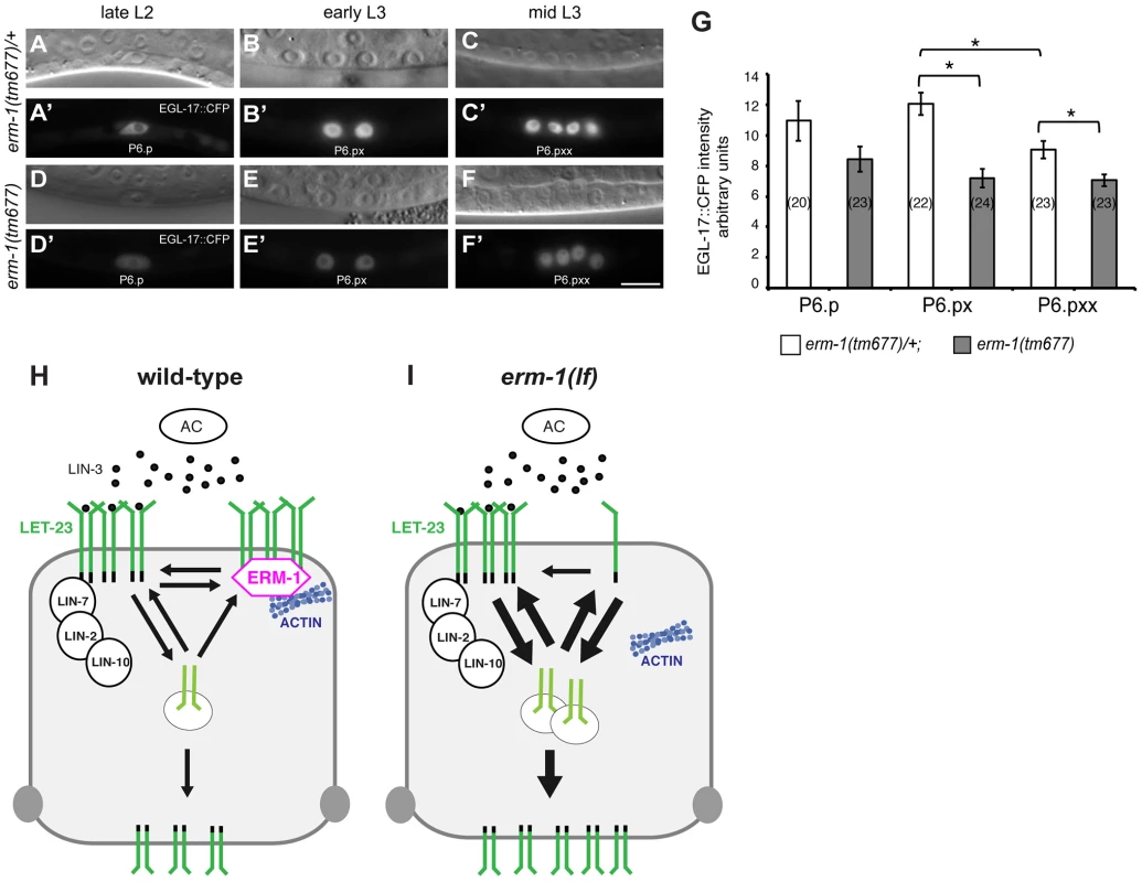 Temporal regulation of LET-23 EGFR signaling by ERM-1.
