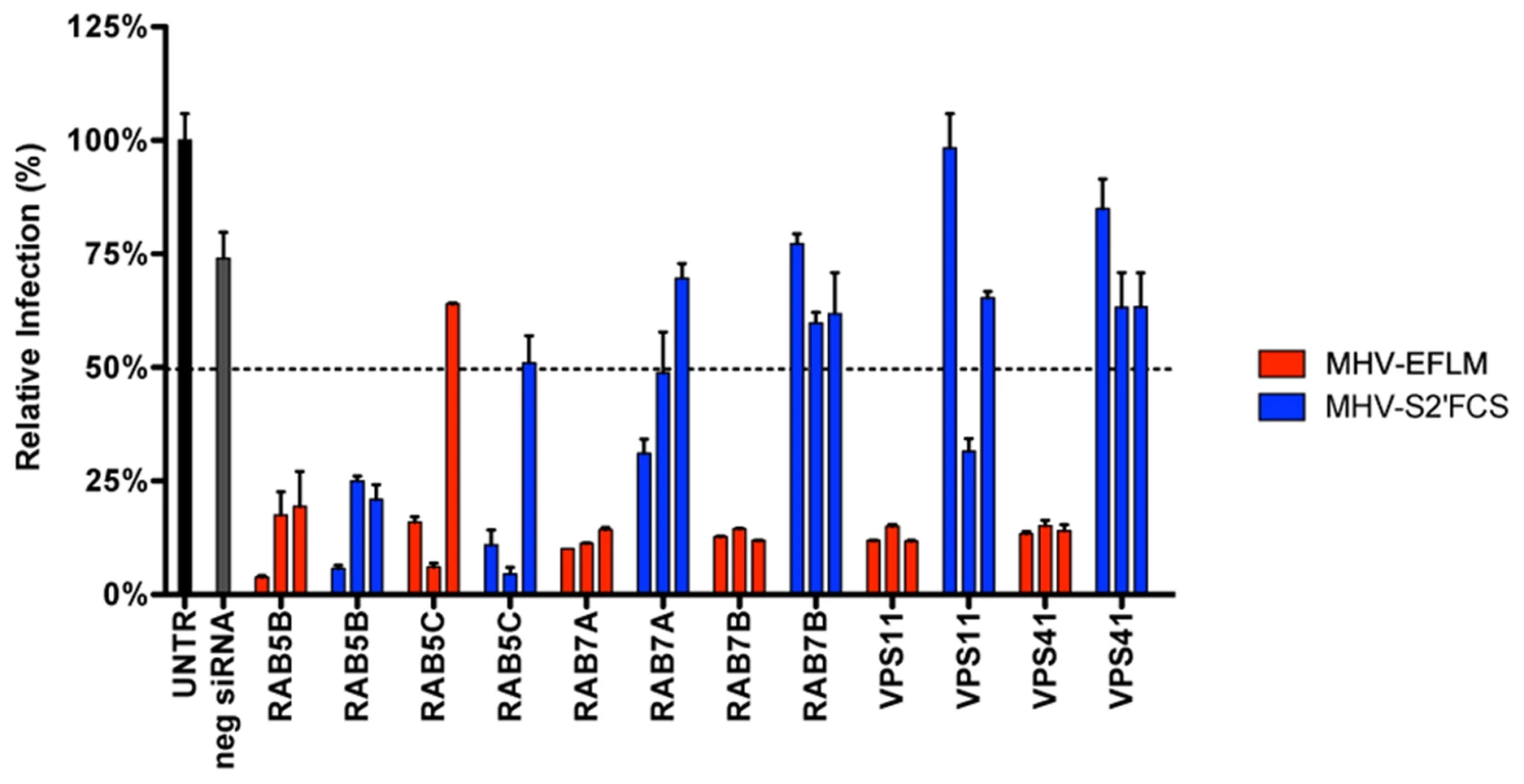 MHV-S2′FCS fuses in early endosomes.