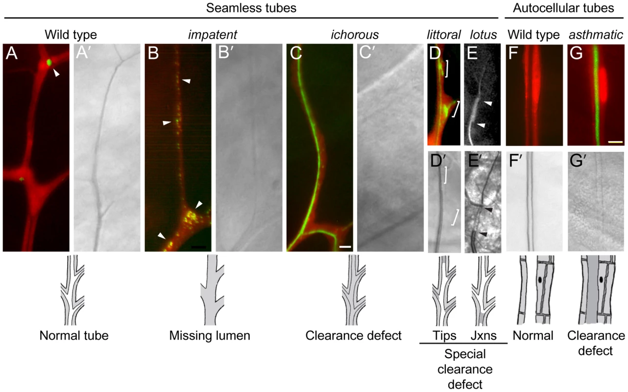 Lumen clearance and gas-filling mutants.