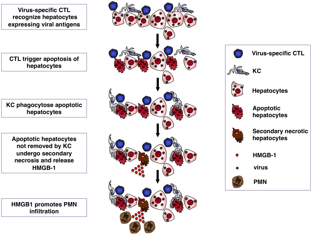 Schematic representation of the mechanisms whereby KCs contain CTL-induced liver pathology.