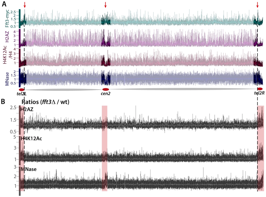 Fft3 is localized at subtelomeric boundaries and prevents euchromatin assembly in ST-chromatin.
