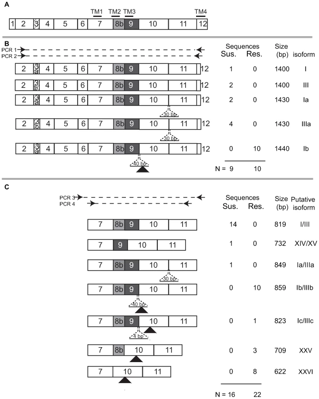 Summary of nAChR Pxα6 splice variation in resistant and susceptible <i>Plutella xylostella</i> larvae.