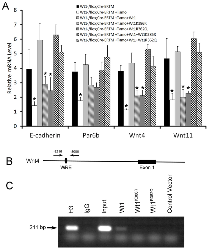Functional analysis of WT1 mutations detected in NOA patients.
