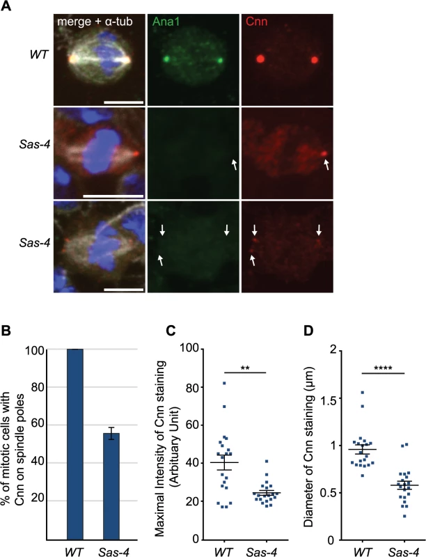 <i>Drosophila</i> cells without centrioles can form acentriolar microtubule organizing centers (aMTOCs).