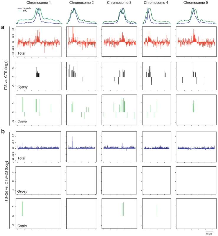 Genome-wide analysis of ITS-induced transcriptional changes.
