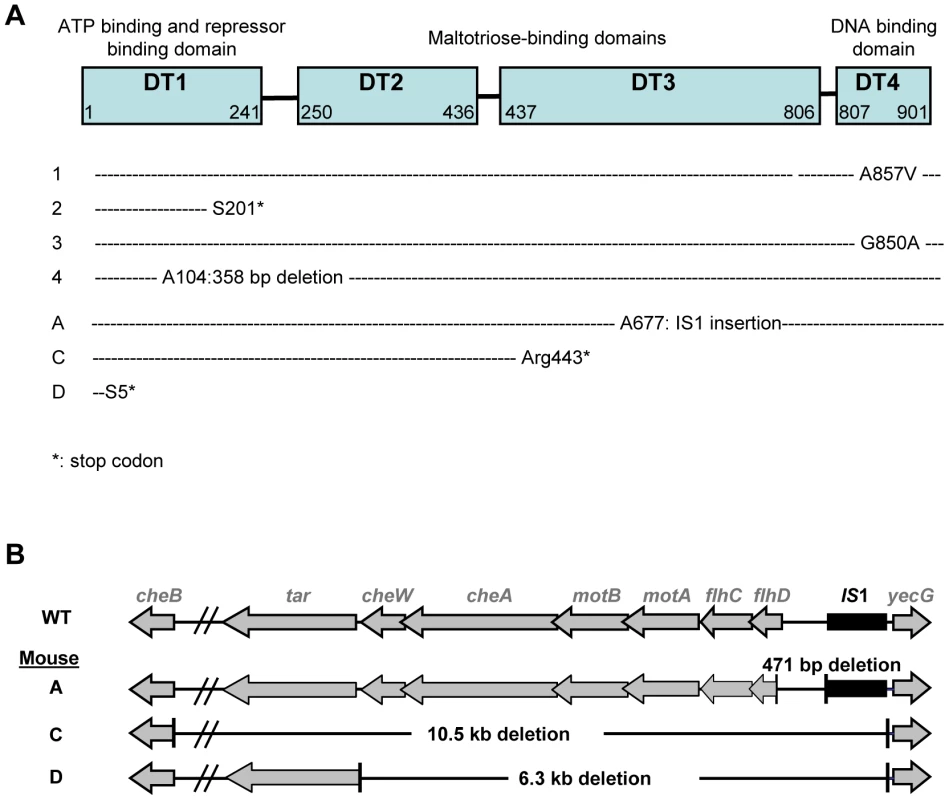 Identification of selected mutations.