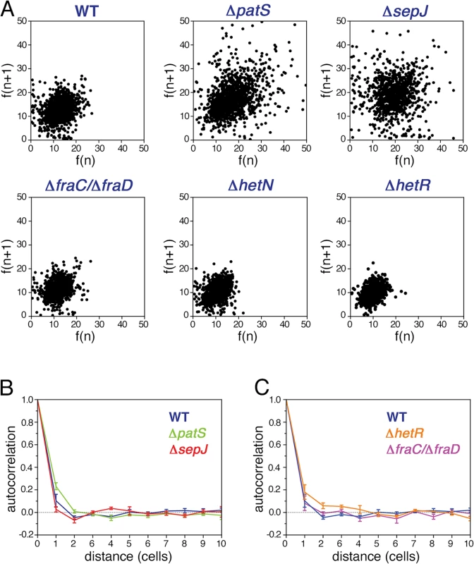 Correlated fluctuations of <i>hetR-gfp</i> expression along filaments.