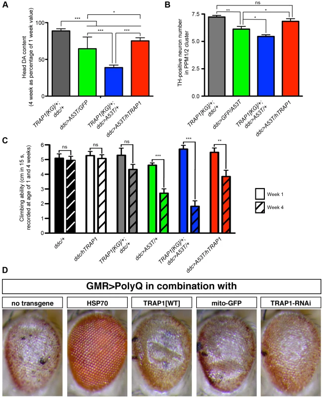 TRAP1 overexpression mitigates detrimental effects induced by neuronal [A53T]α-Synuclein expression.