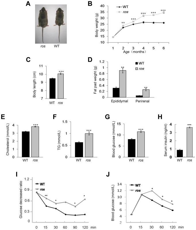 <i>Ros</i> mice exhibit features of metabolic syndrome.