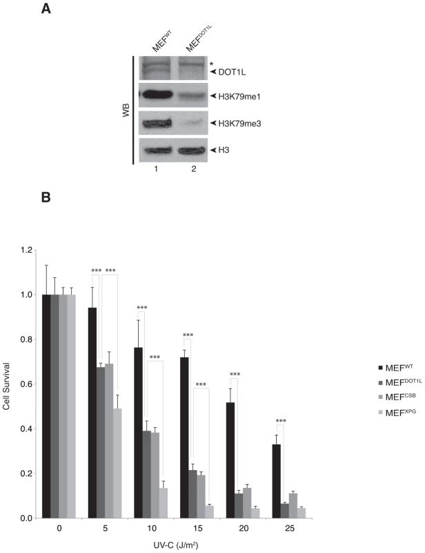 DOT1L is involved in UV-survival in mammalian cells.