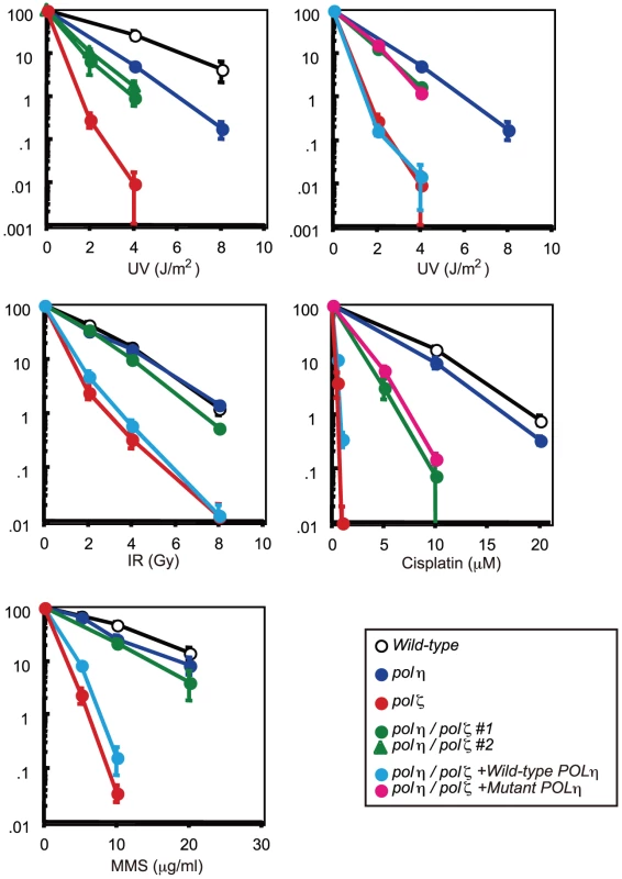 Increased tolerance of <i>polη/polζ</i> cells to various genotoxic stresses, compared with <i>polζ</i> cells.