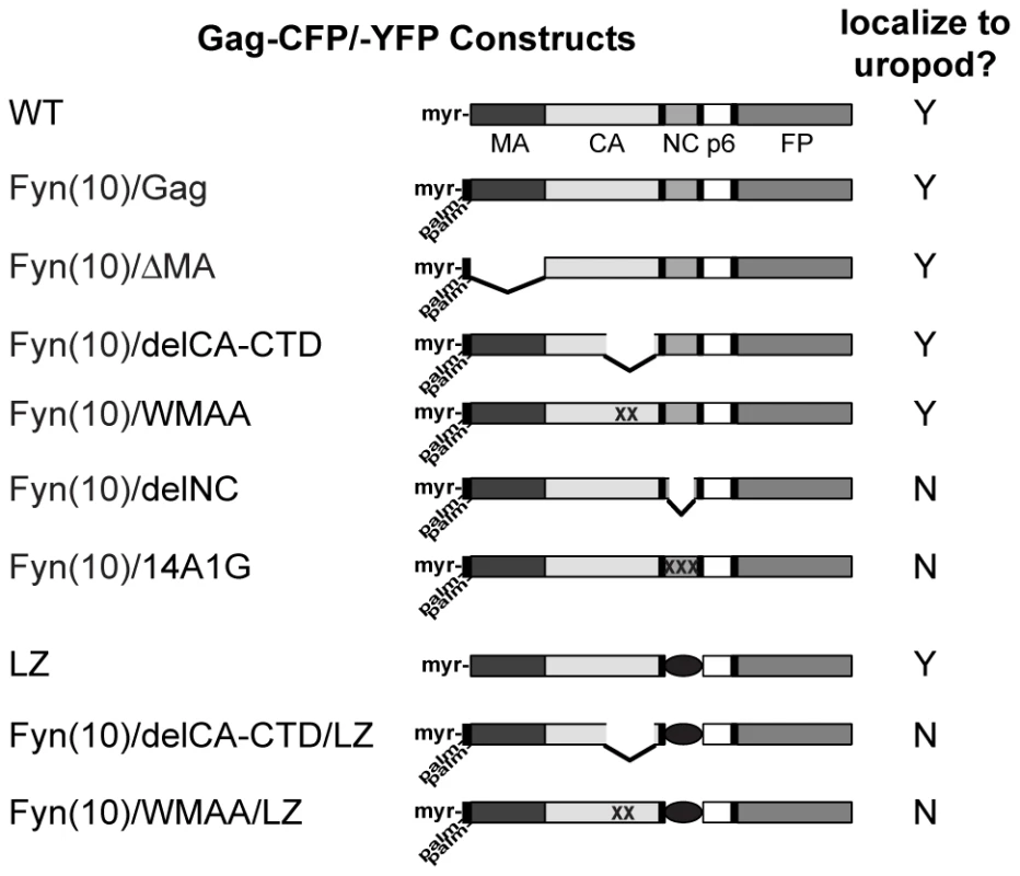 Gag derivatives used in this study and their localization pattern.