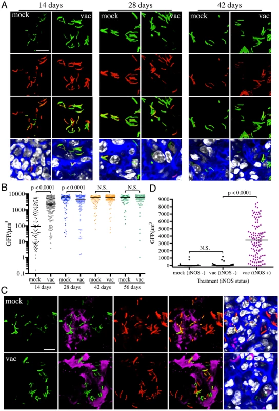 Differences in expression of <i>hspX</i>′::GFP in Mtb present in vaccinated versus mock-treated mice.