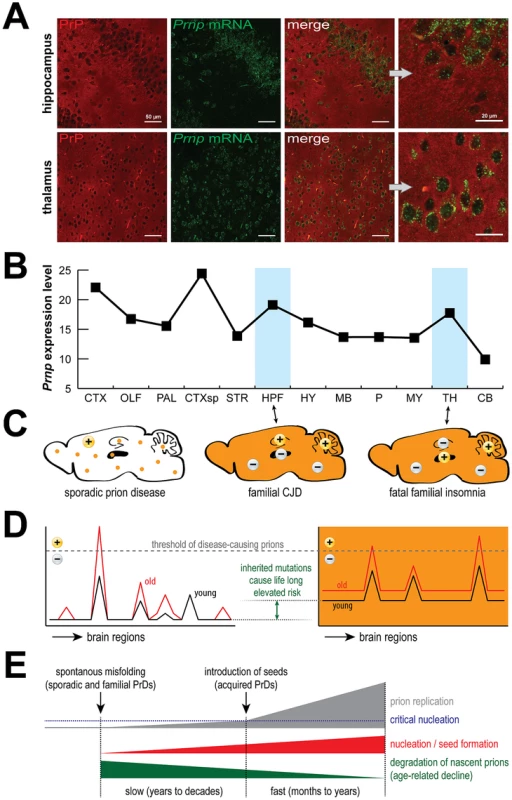 PrP expression, prions and disease.