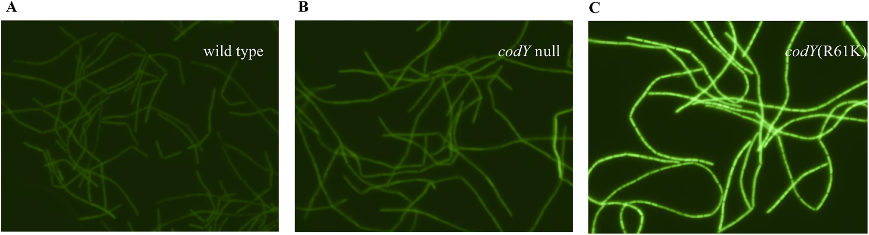 Expression of the <i>braB242-gfp</i> fusion in individual cells.